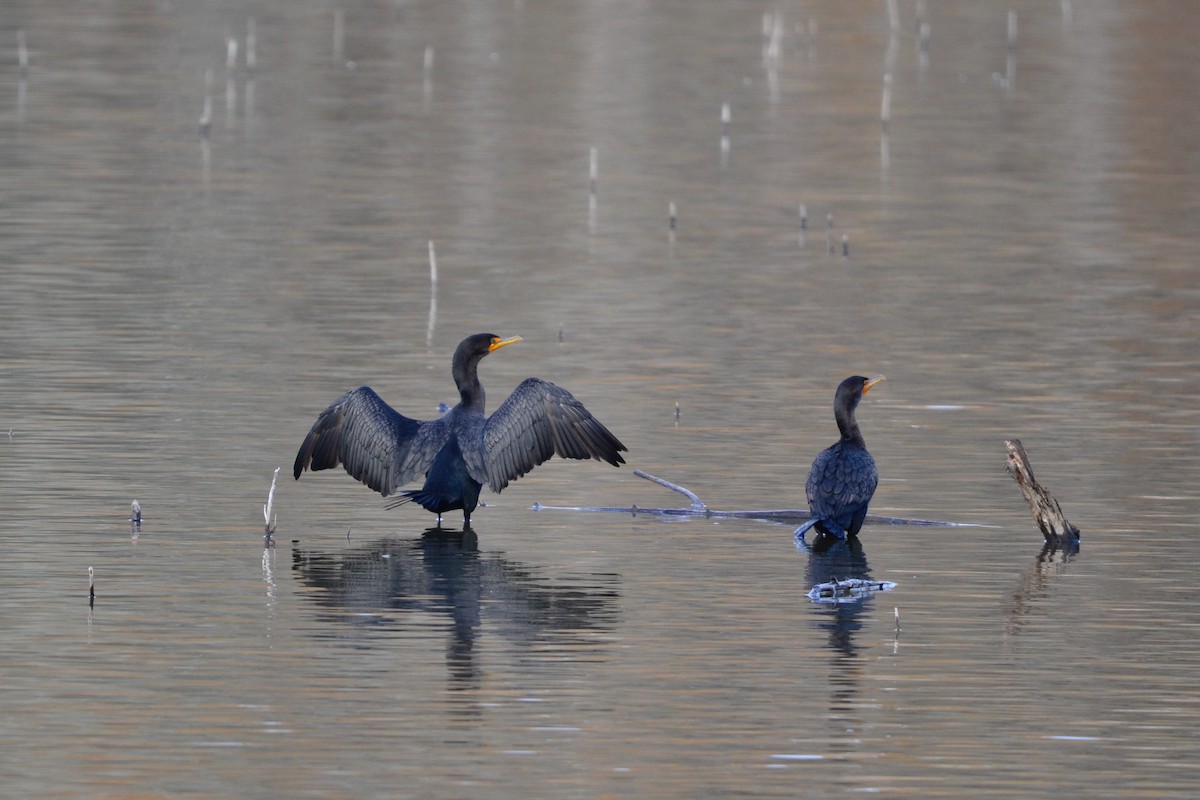 Double-crested Cormorant - ML645375387
