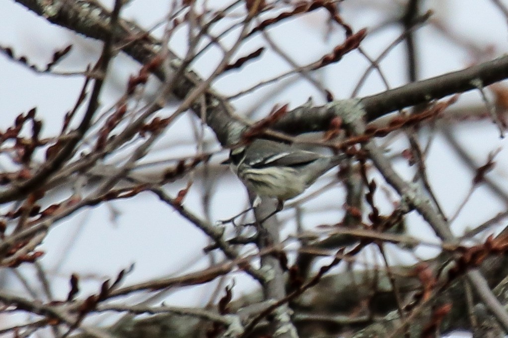 Black-throated Gray Warbler - ML645375392