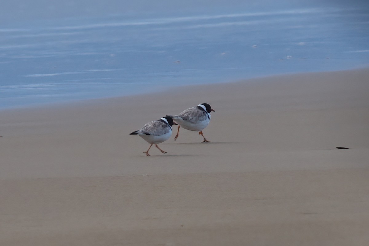 Hooded Plover - ML645375401