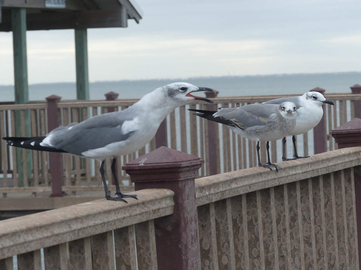 笑鷗 - ML645375413