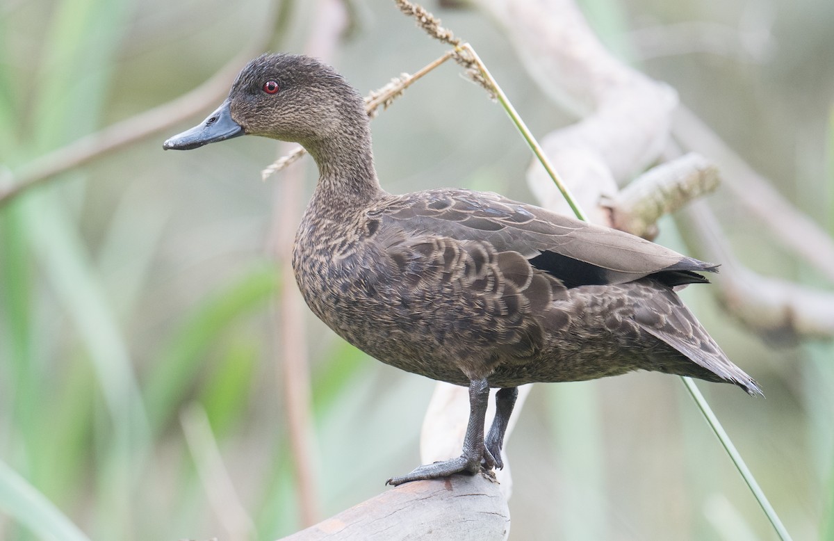 Chestnut Teal - ML645375415