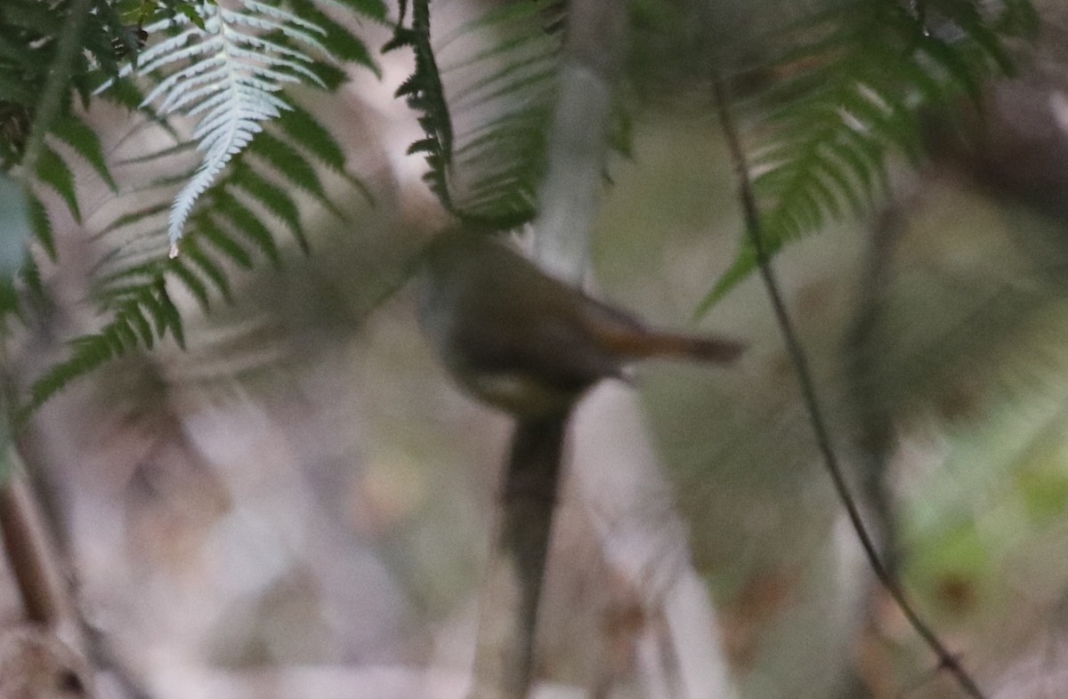 Brown Thornbill - ML645375417