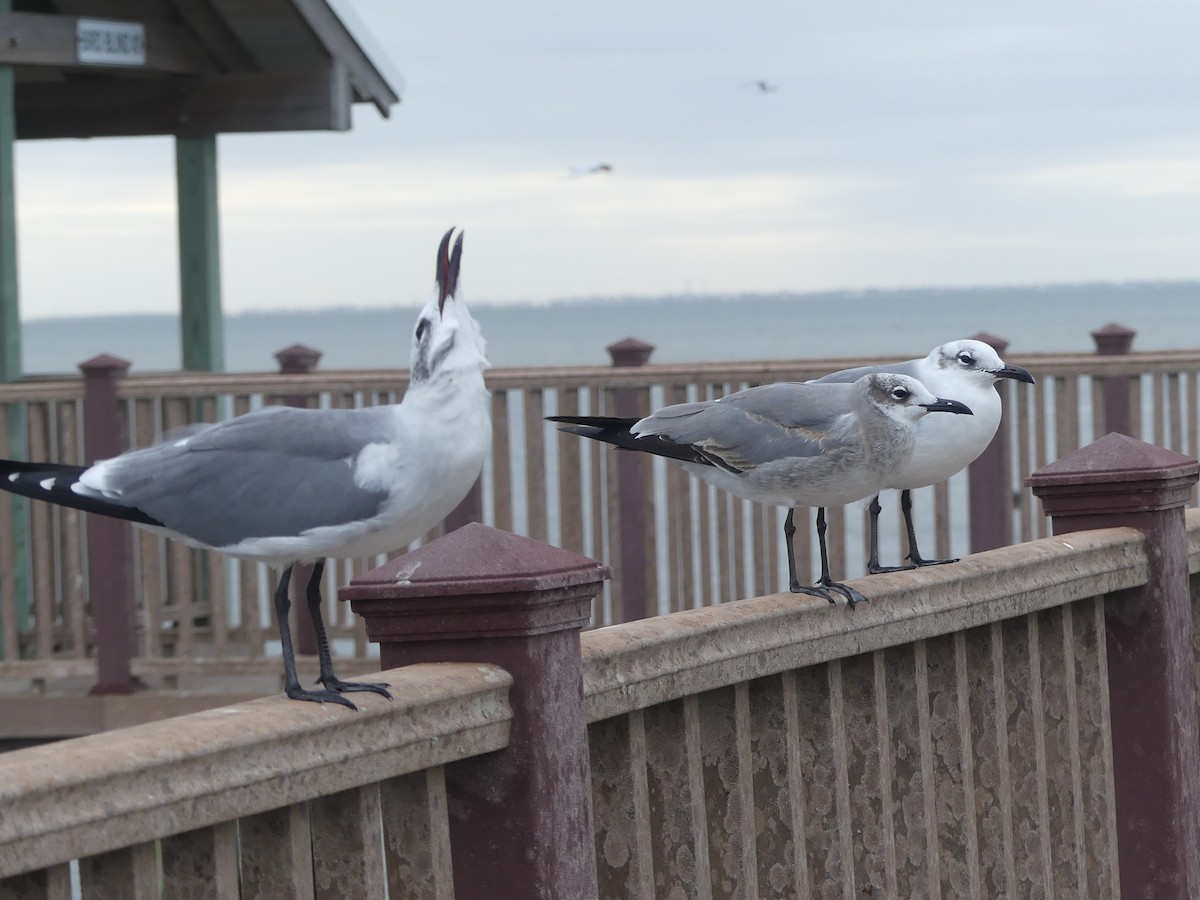 笑鷗 - ML645375429