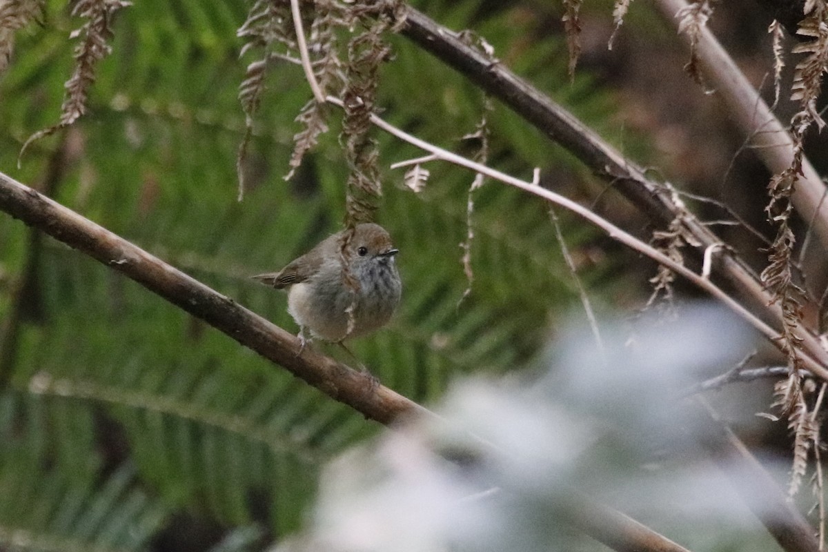 Brown Thornbill - ML645375430