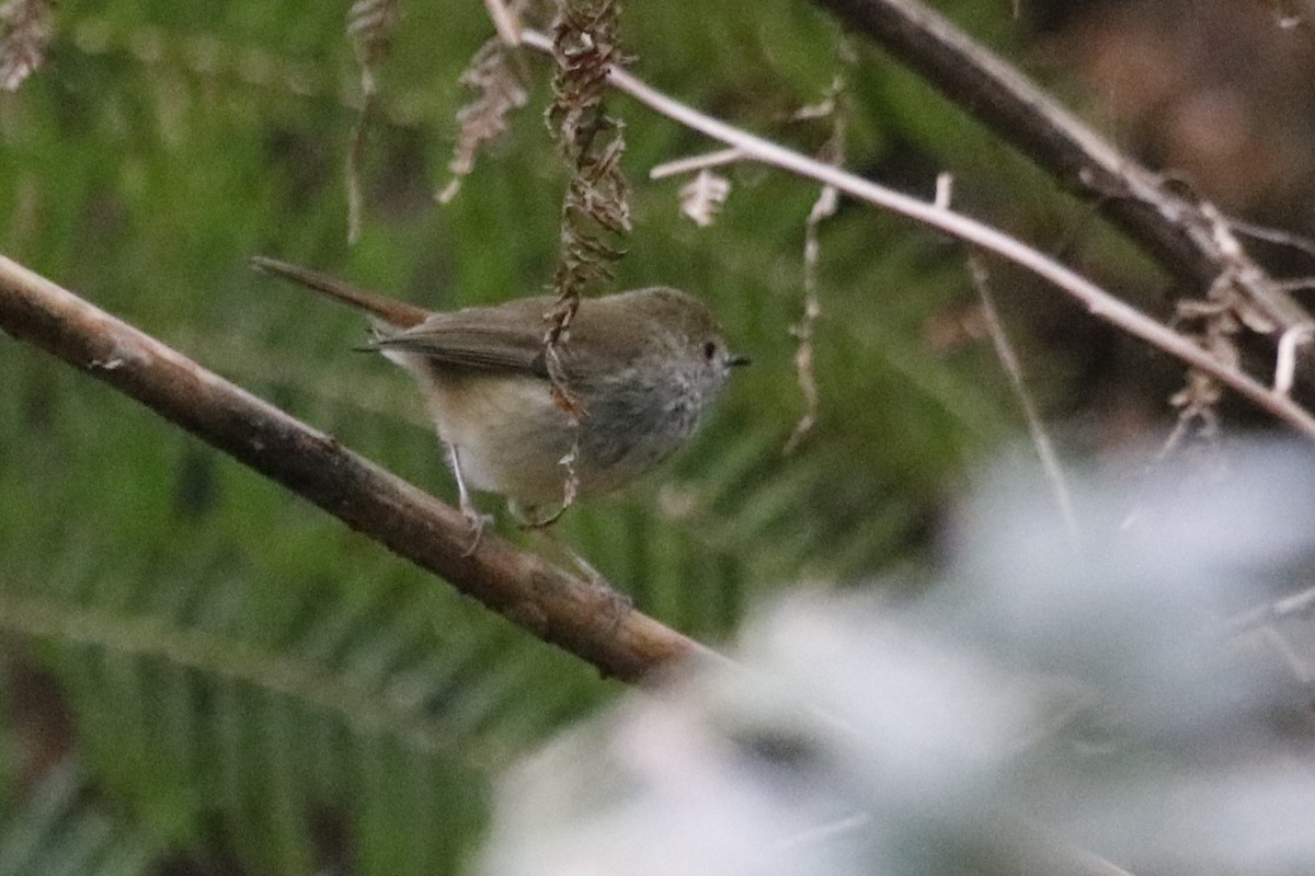 Brown Thornbill - ML645375432