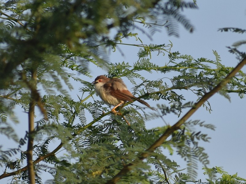 Yellow-eyed Babbler - ML645375435