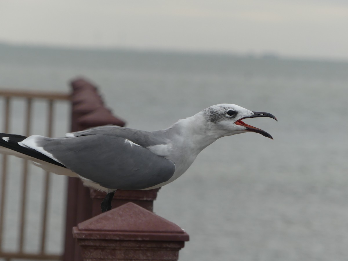 笑鷗 - ML645375438