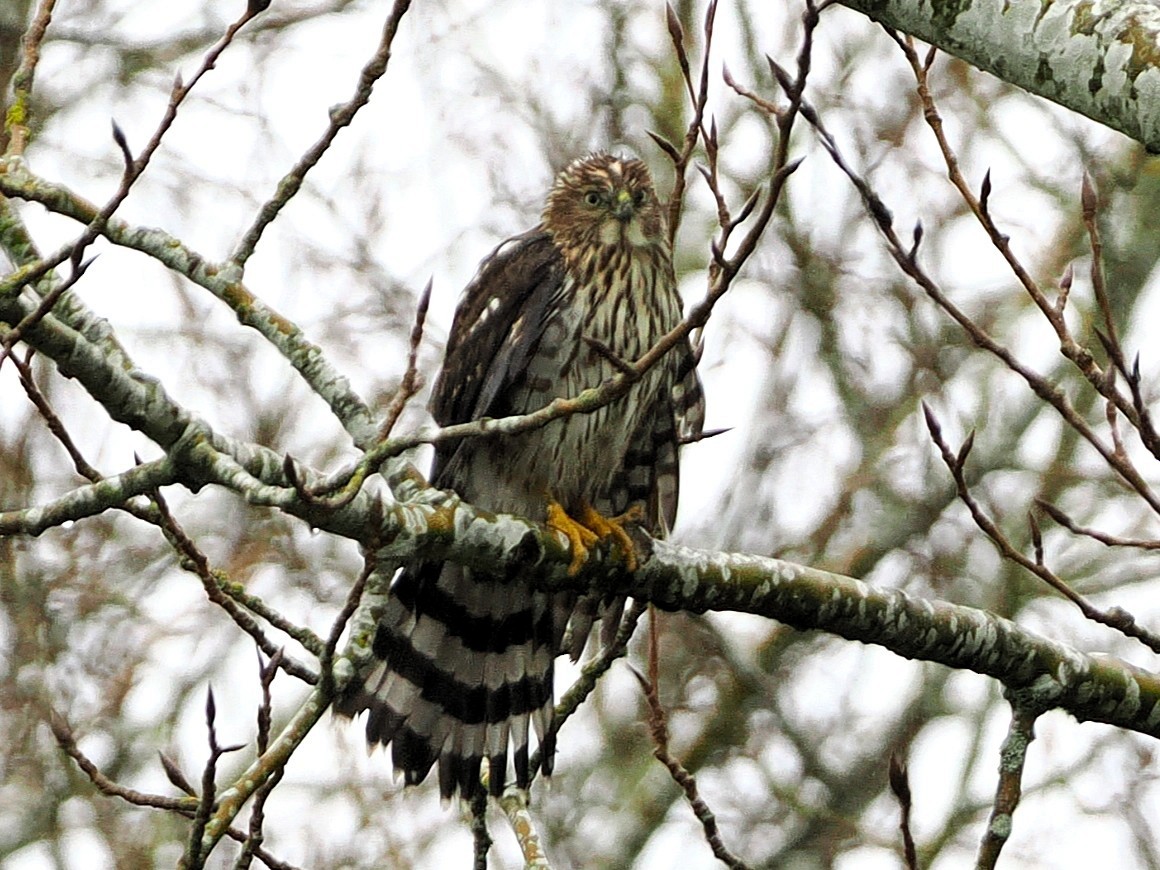 Яструб чорноголовий - ML645375443