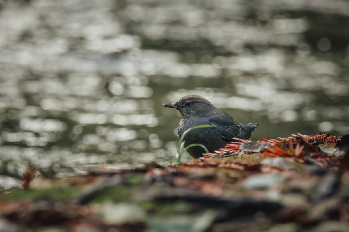 American Dipper - ML645375448