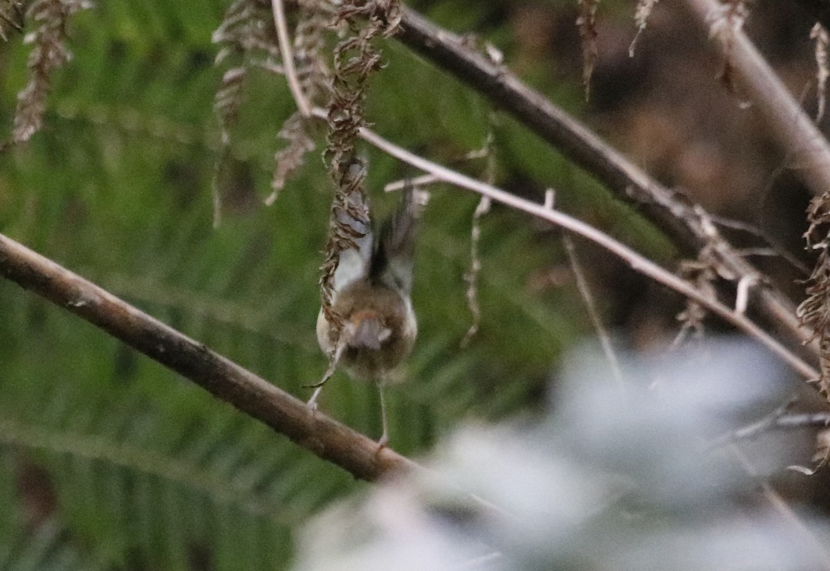 Brown Thornbill - ML645375455