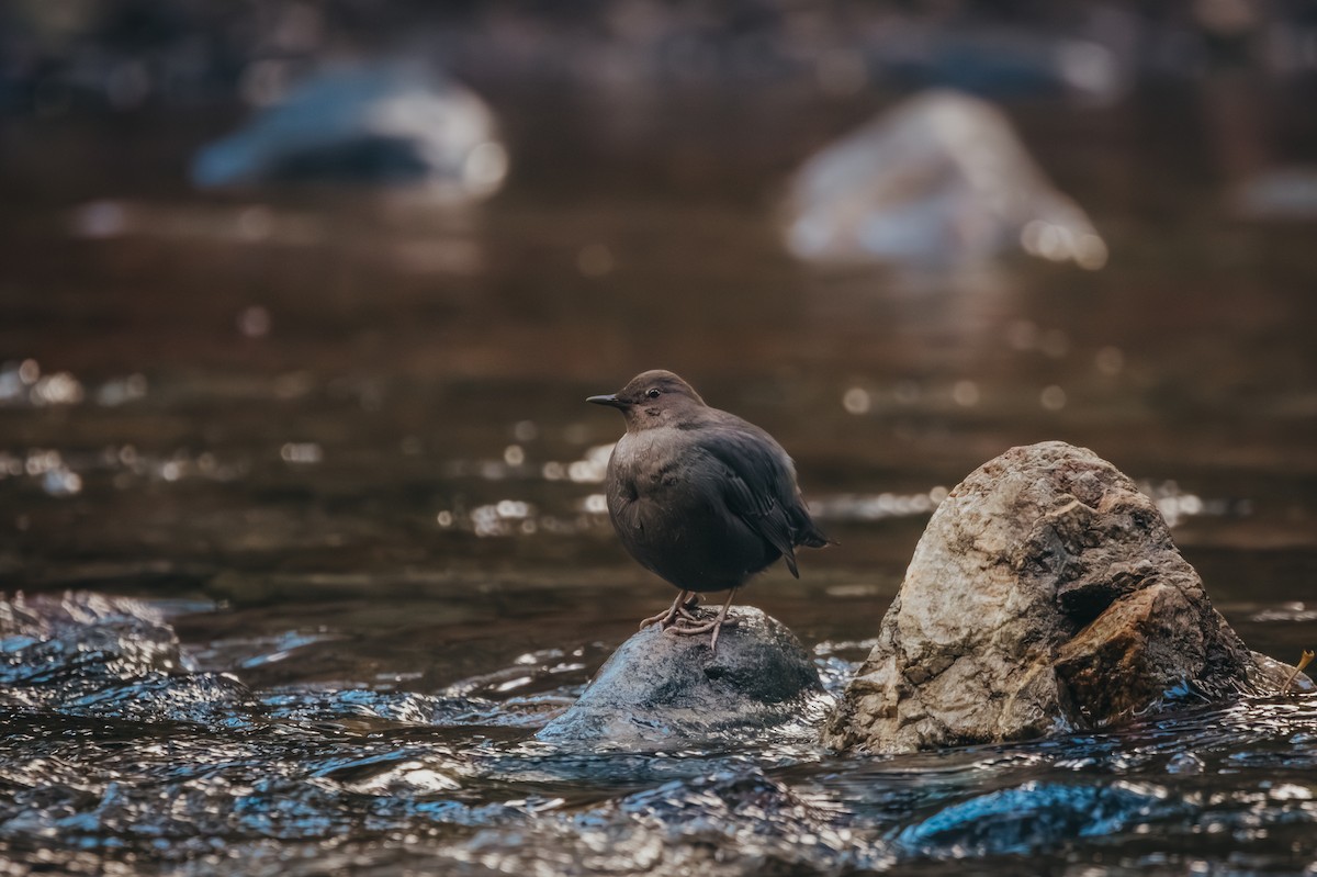American Dipper - ML645375468