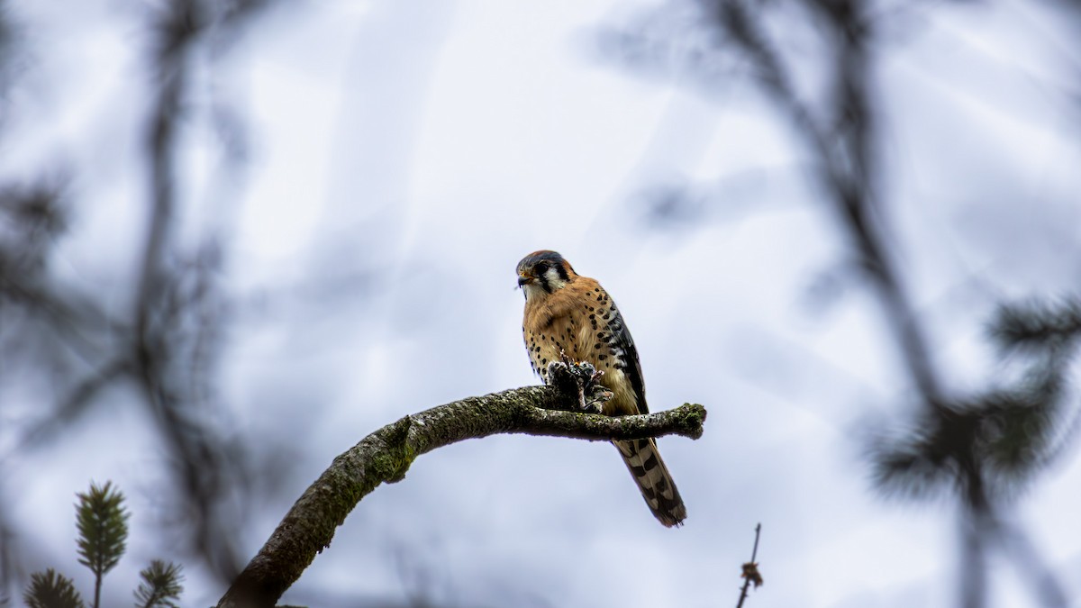 American Kestrel - ML645375473