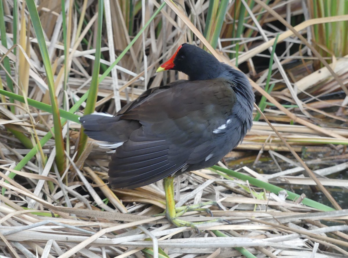 Common Gallinule - ML645375479