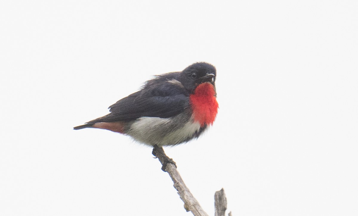 Mistletoebird - ML645375484
