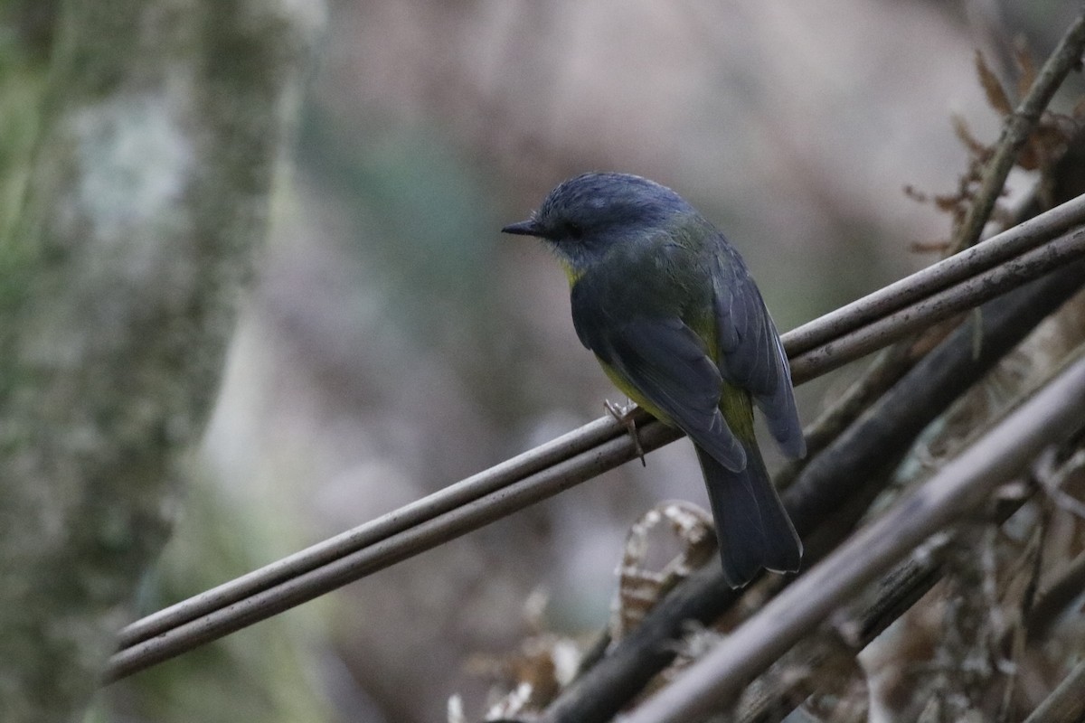 Eastern Yellow Robin - ML645375486