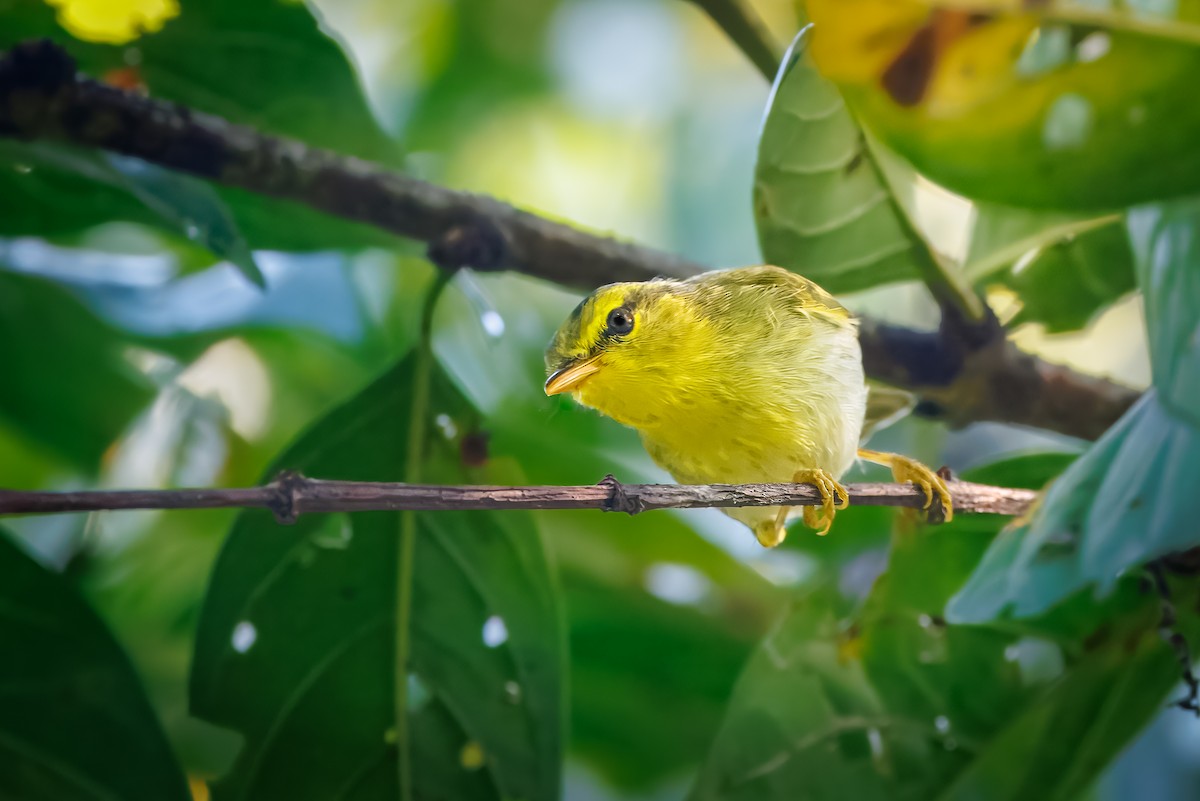 Yellow-vented Warbler - ML645375488