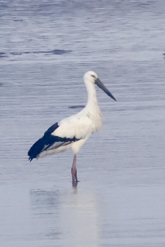 東方白鸛 - ML645375489