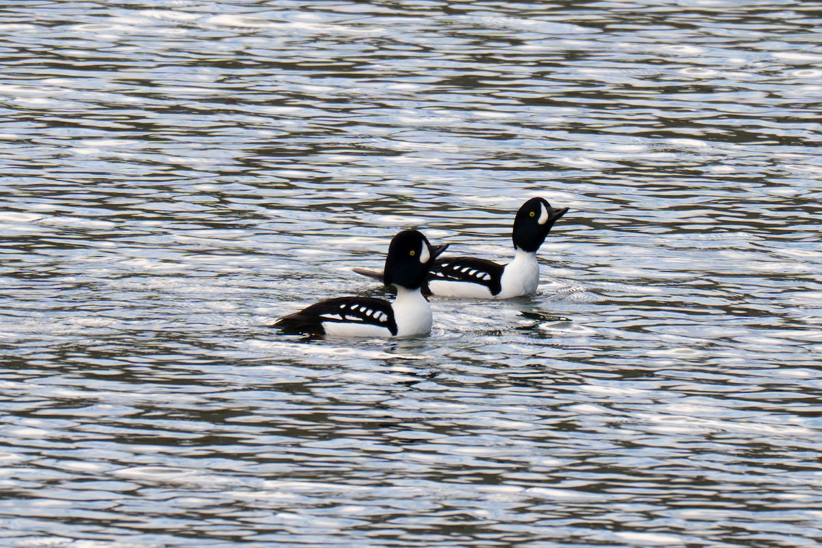 Barrow's Goldeneye - ML645375490