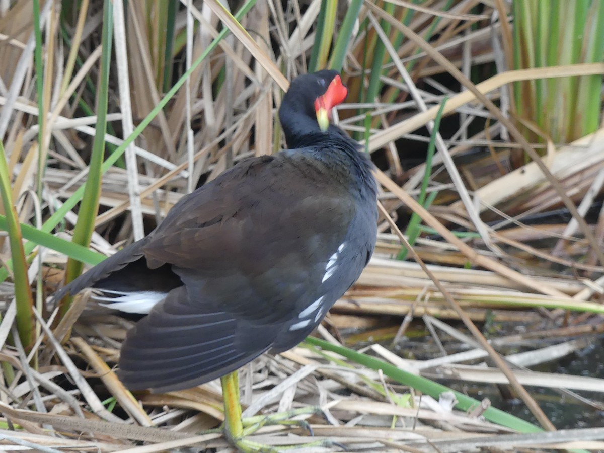 Common Gallinule - ML645375491