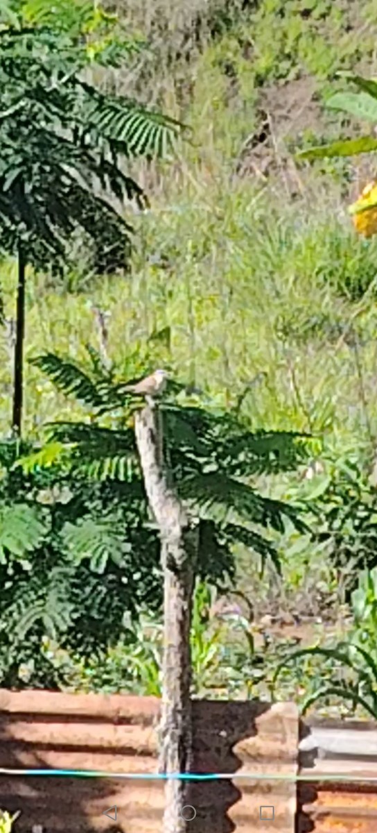 Rufous-backed Wren - ML645375500