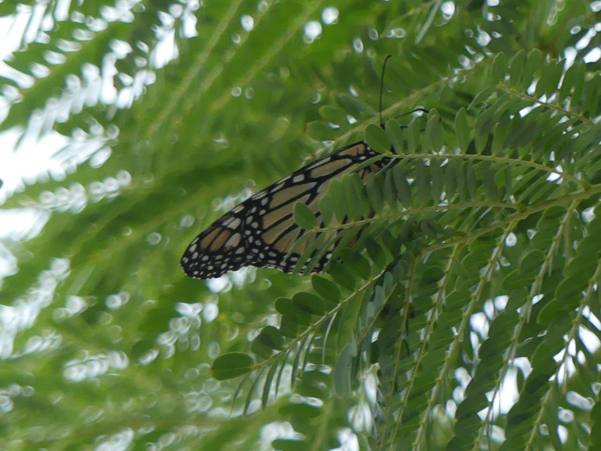 帝王斑蝶 - ML645375501