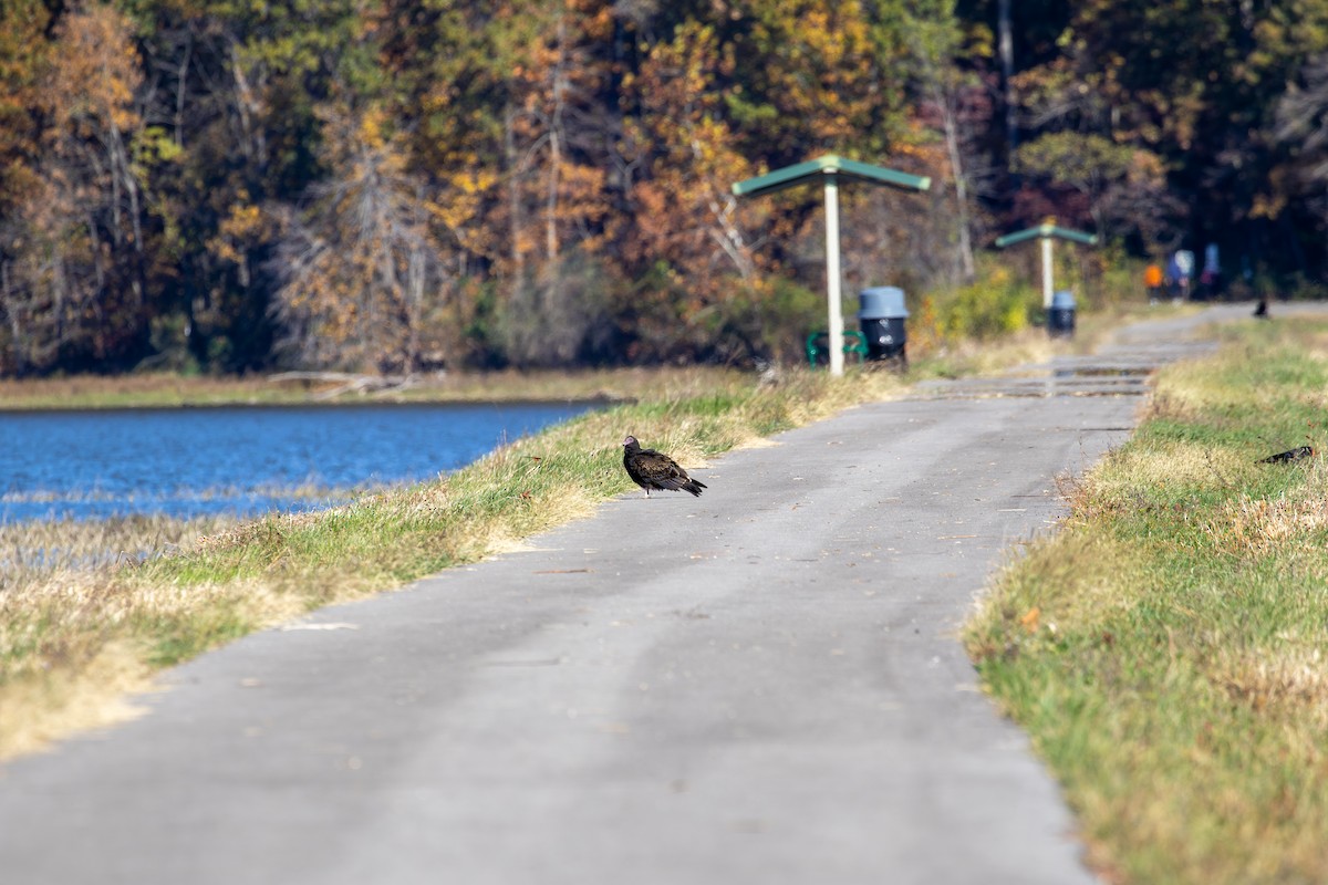 Urubu à tête rouge - ML645375502