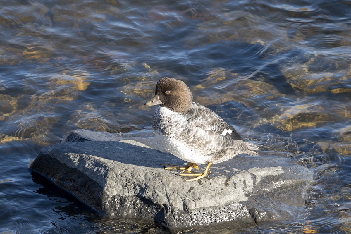 Murgilari islandiarra - ML645375514