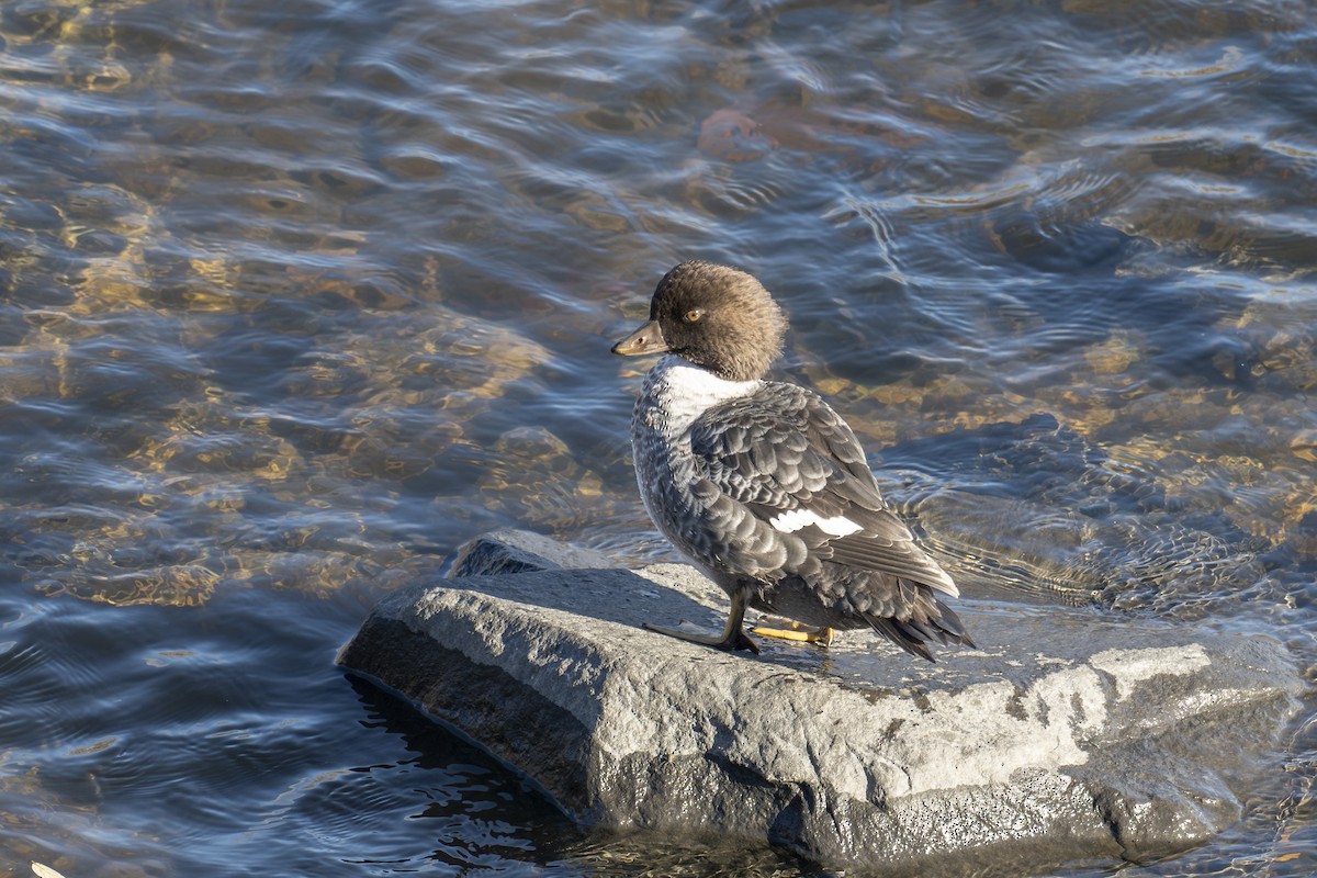 Murgilari islandiarra - ML645375516