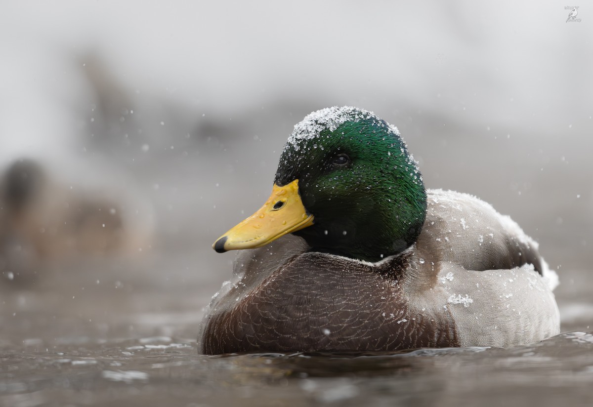 Mallard - ML645375525