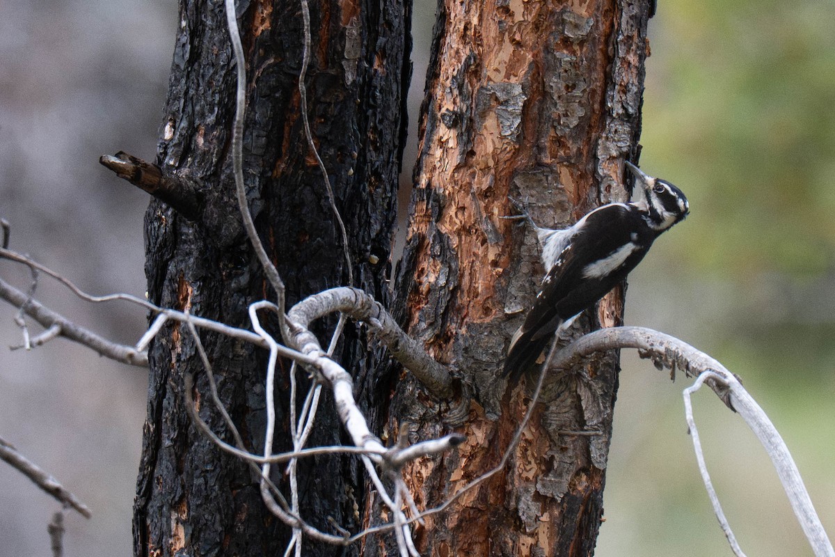 Hairy Woodpecker - ML645375528