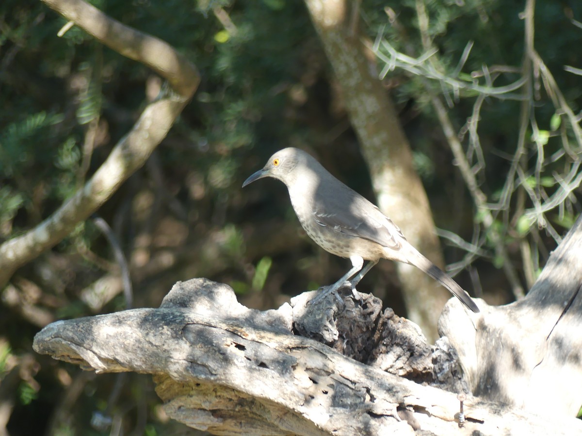 Curve-billed Thrasher - ML645375529