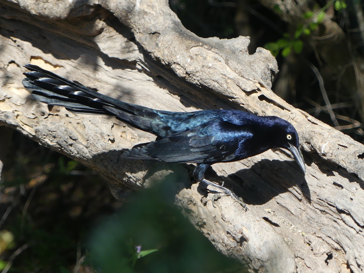 Great-tailed Grackle - ML645375532