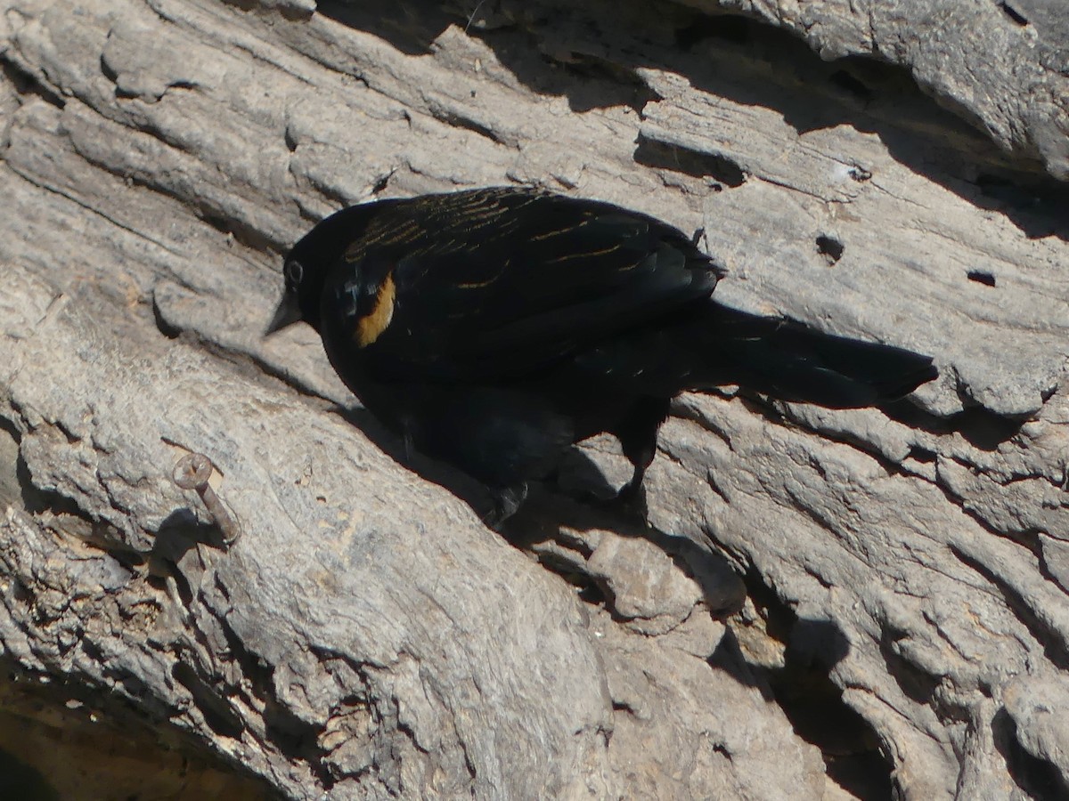 Red-winged Blackbird - ML645375538