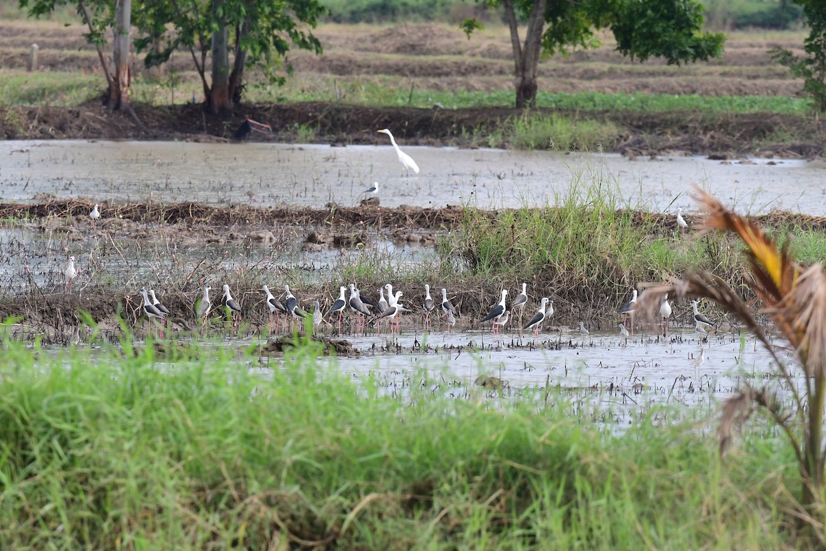 Black-winged Stilt - ML645375543