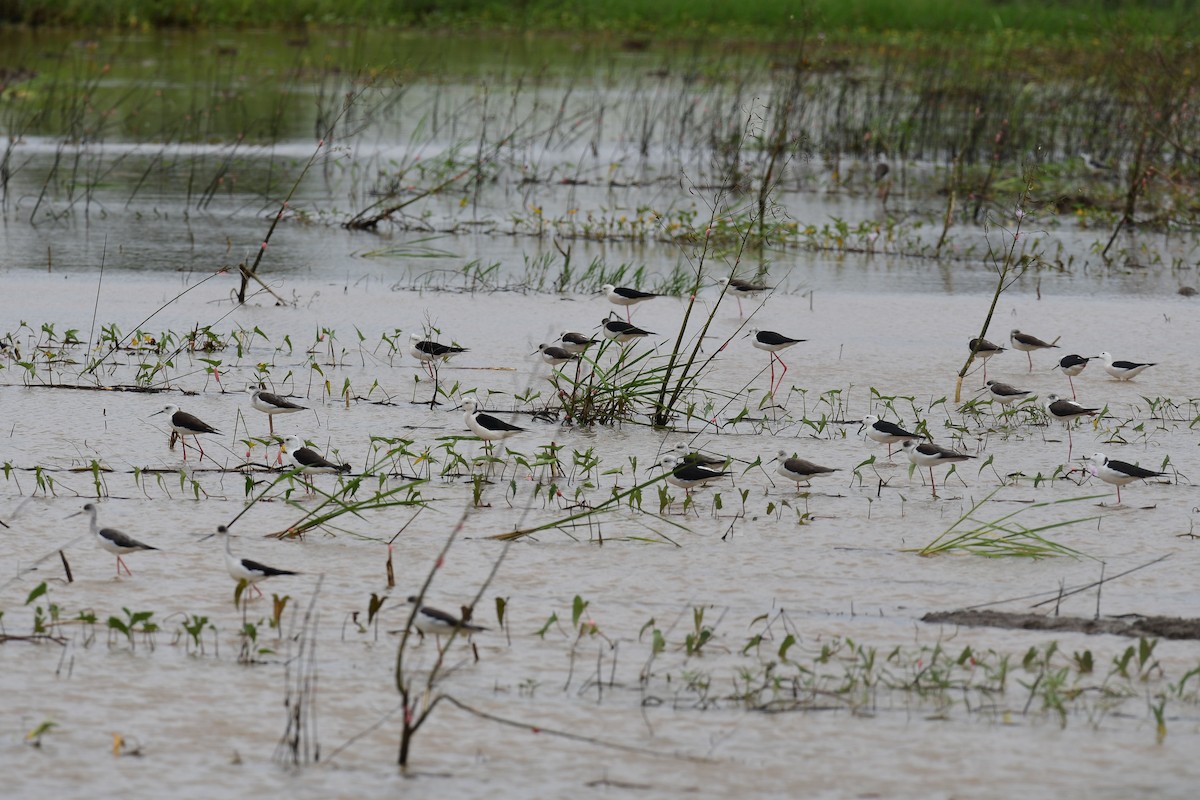 Black-winged Stilt - ML645375544