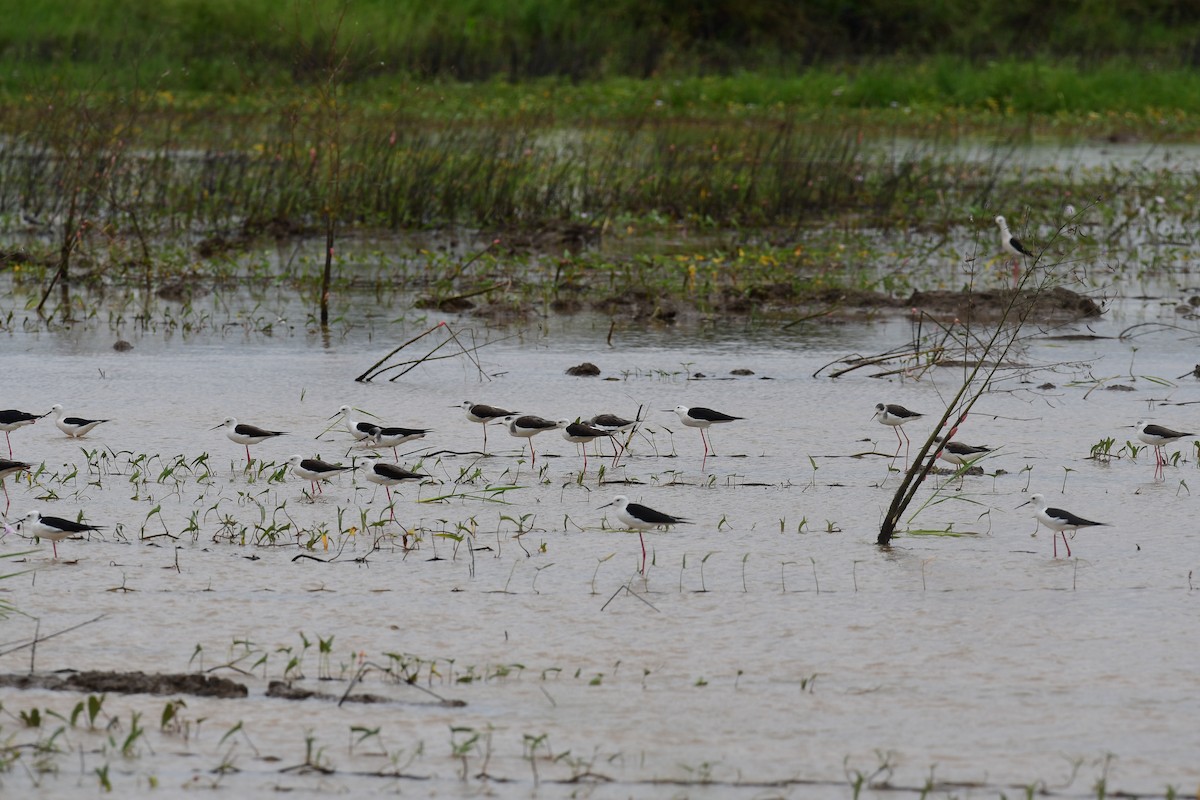 Black-winged Stilt - ML645375545