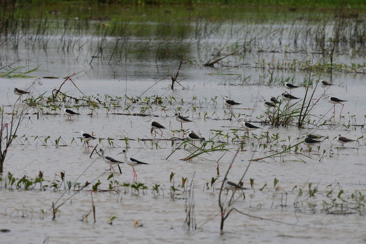 Black-winged Stilt - ML645375546