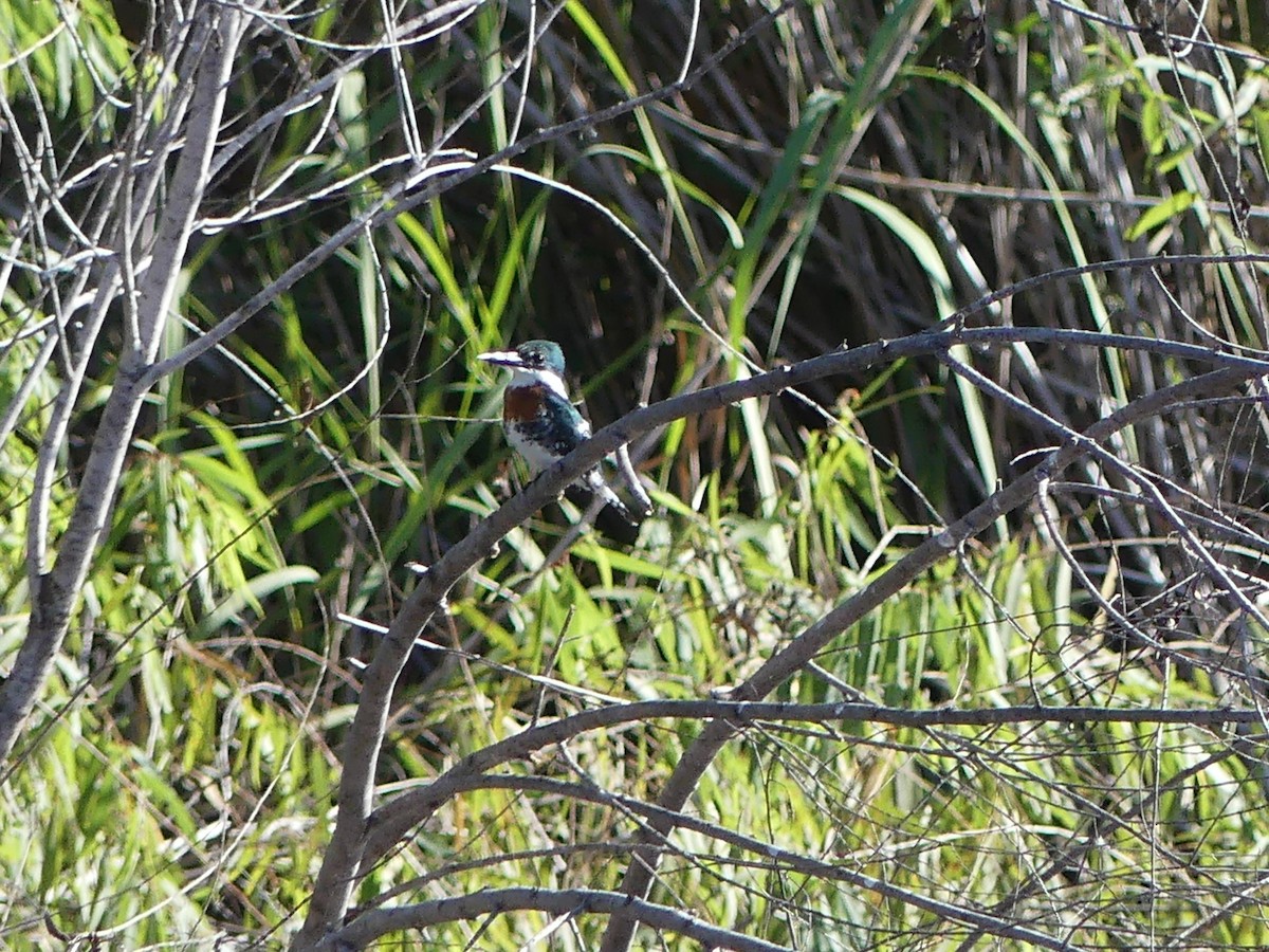 Green Kingfisher - ML645375547