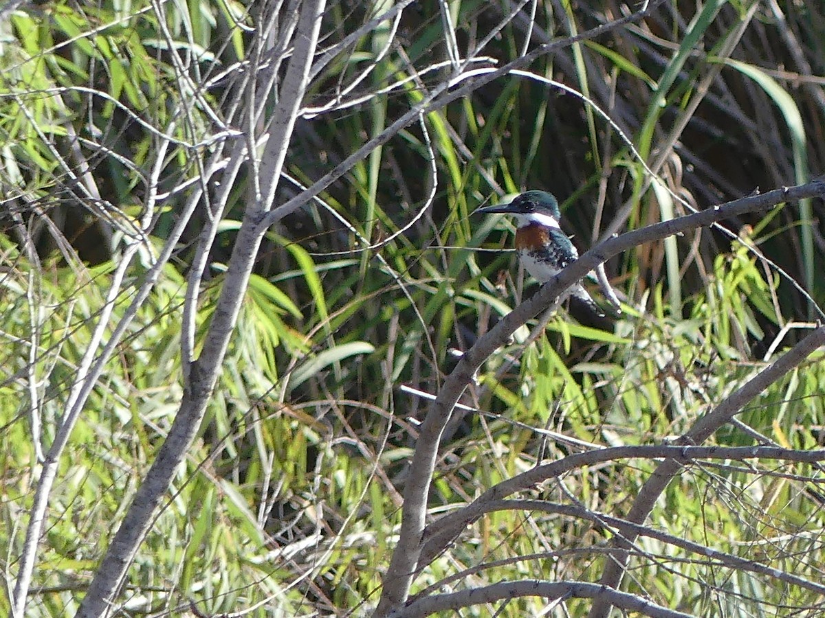 Green Kingfisher - ML645375549
