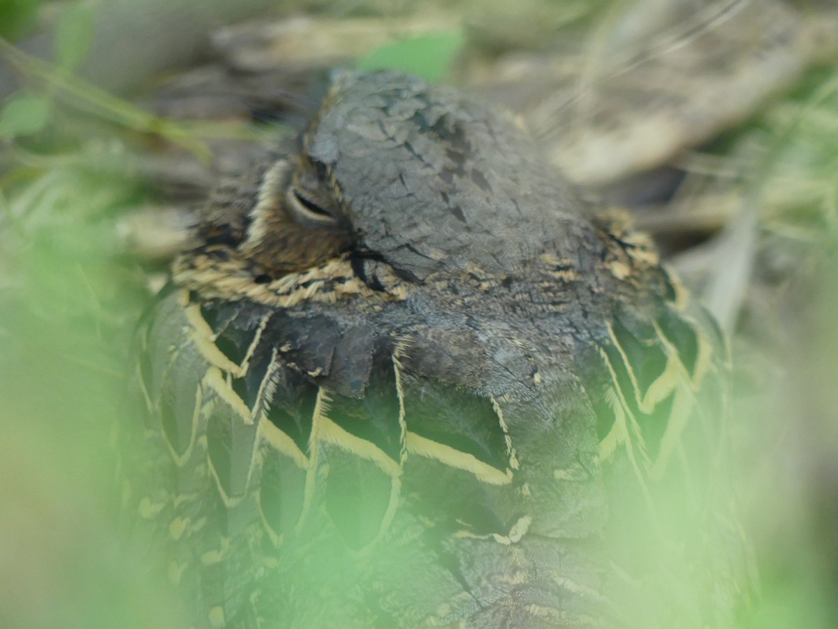 Common Pauraque - ML645375571