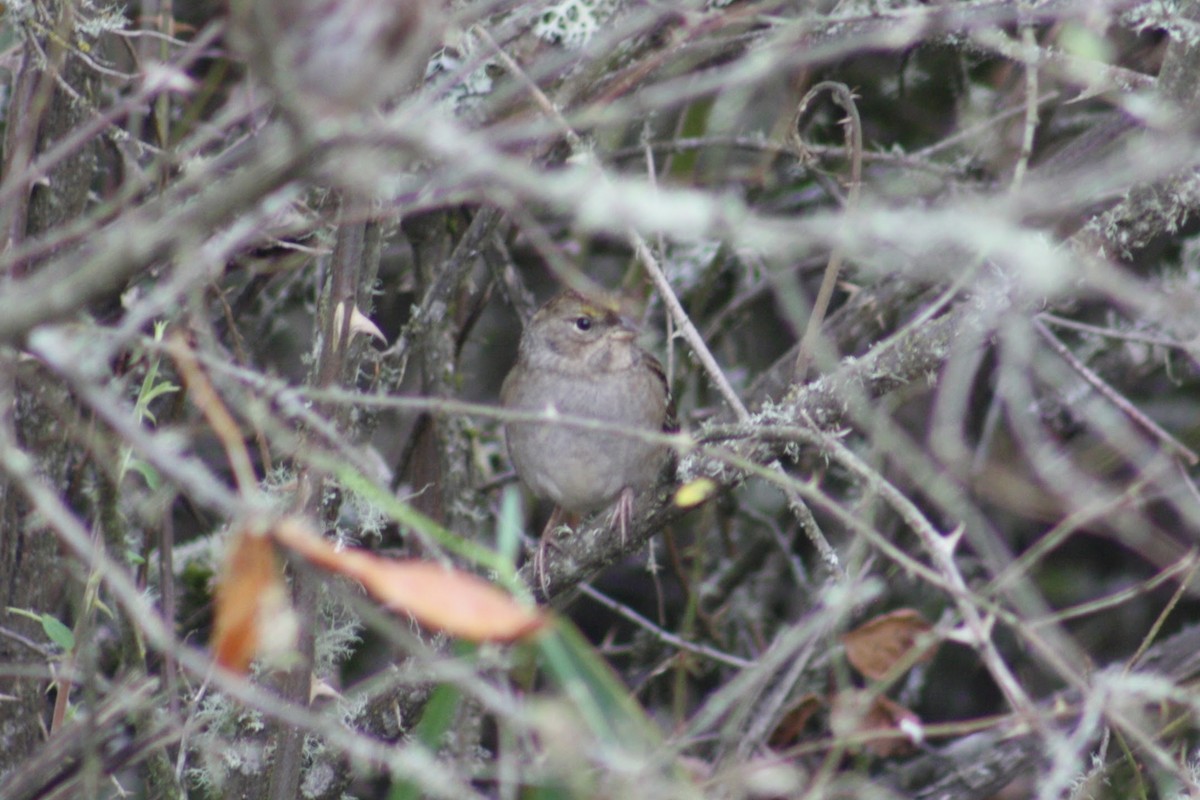Golden-crowned Sparrow - ML645375572