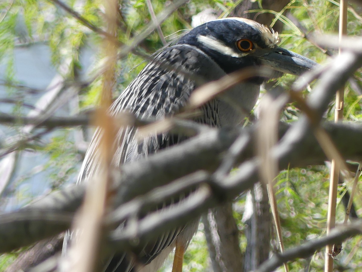 Yellow-crowned Night Heron - ML645375580