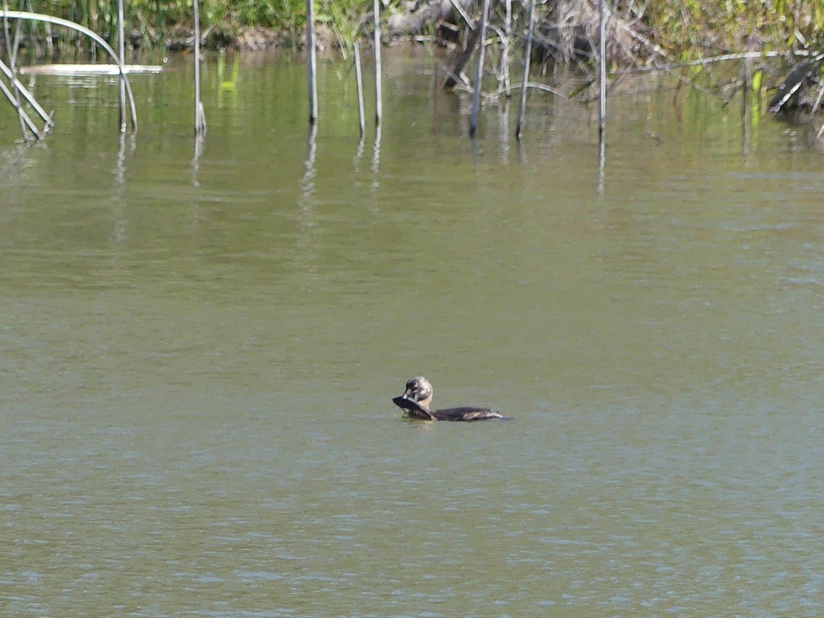 Pied-billed Grebe - ML645375584