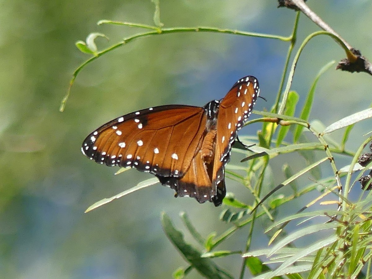 女王斑蝶 - ML645375591