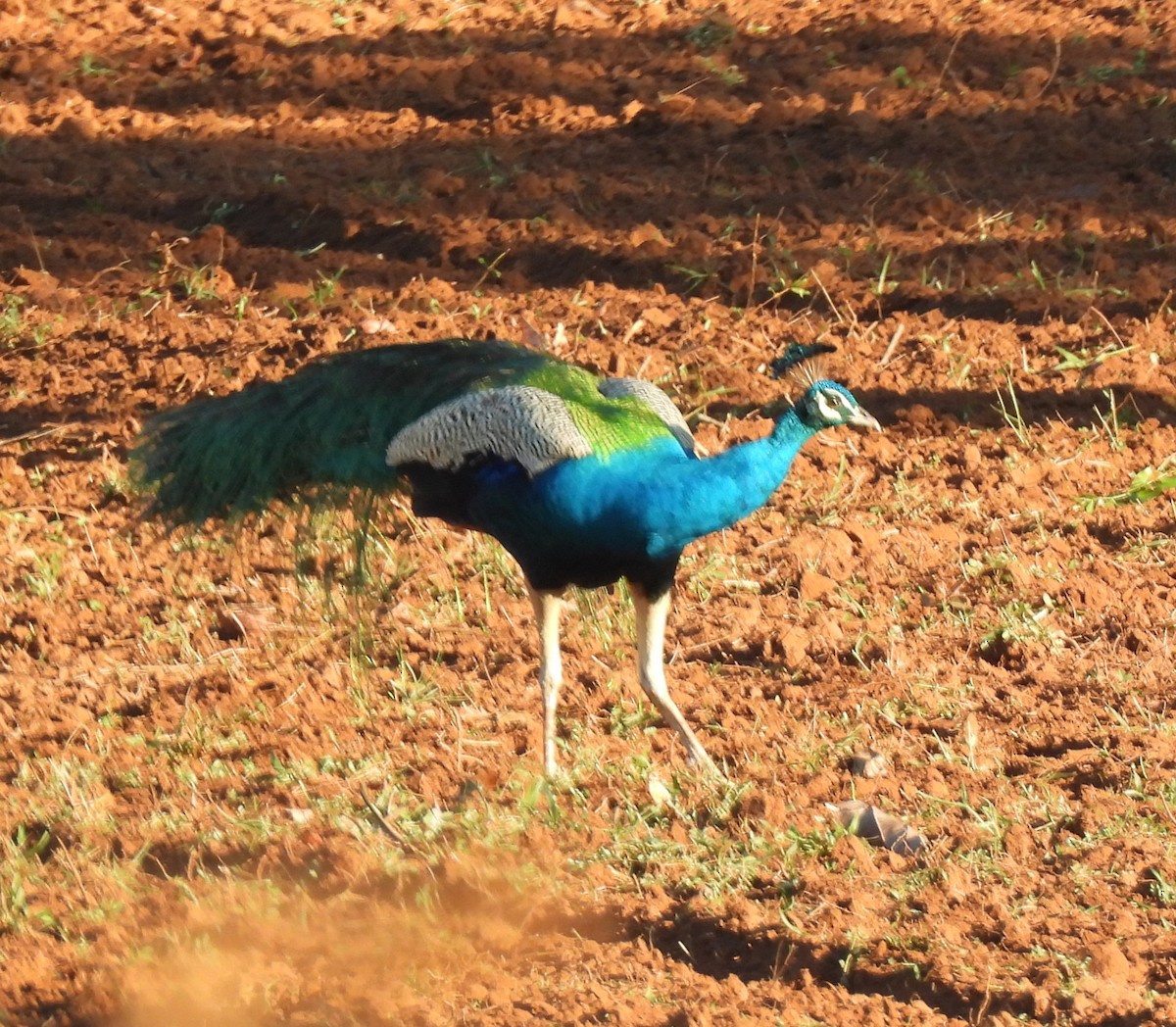 Indian Peafowl - ML645375608