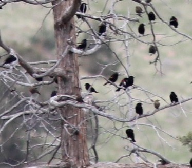 Tricolored Blackbird - ML645375618