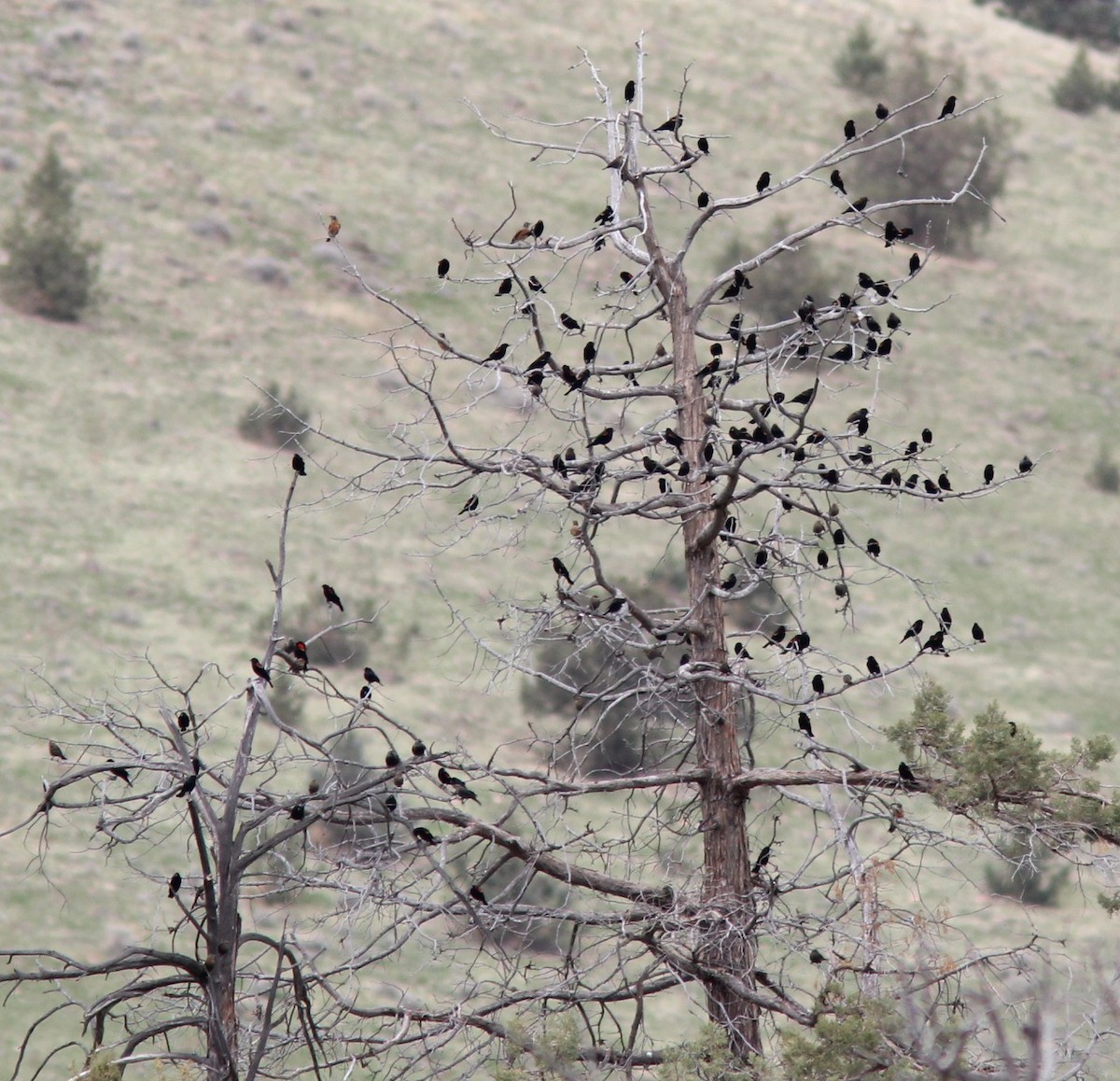 Tricolored Blackbird - ML645375619
