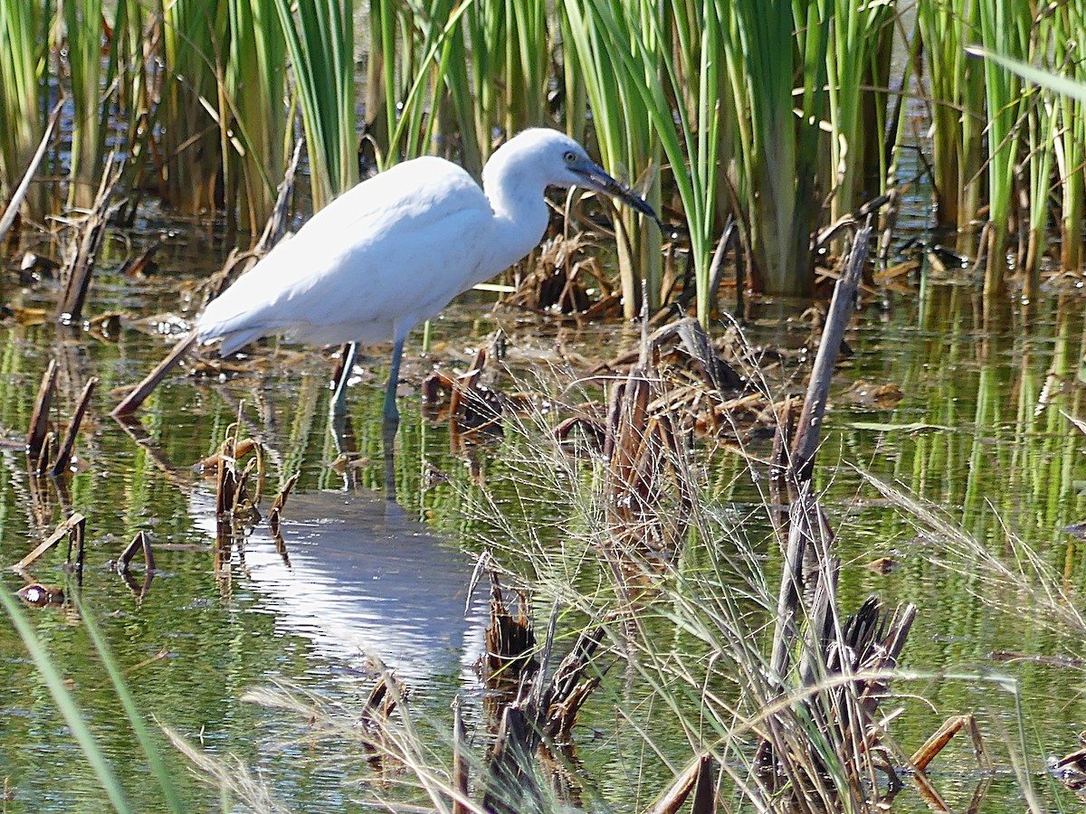 Little Blue Heron - ML645375620