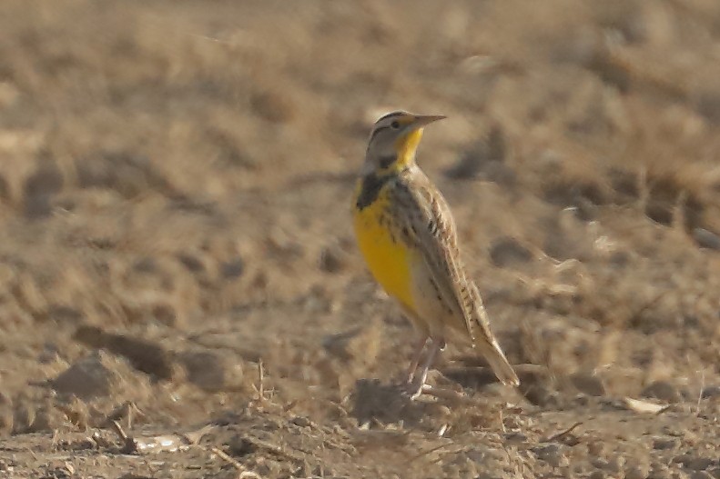 Western Meadowlark - ML645375624