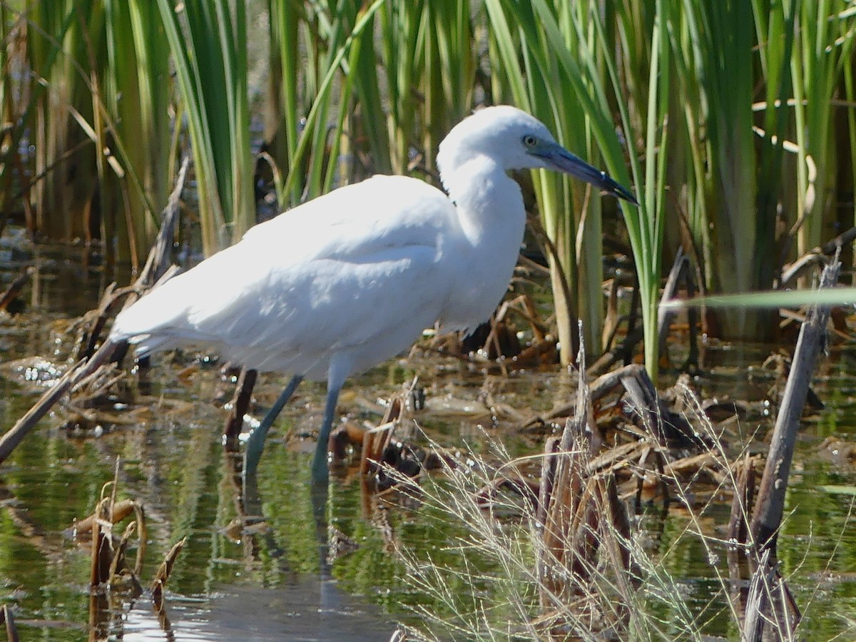 Little Blue Heron - ML645375638